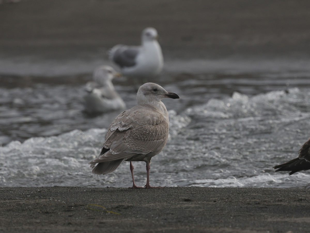 West- x Beringmöwe (Hybrid) - ML645136341