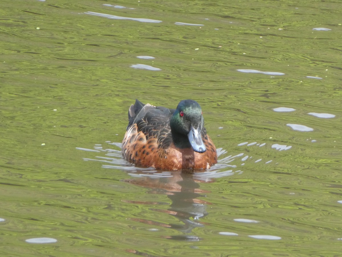 Chestnut Teal - ML645136347
