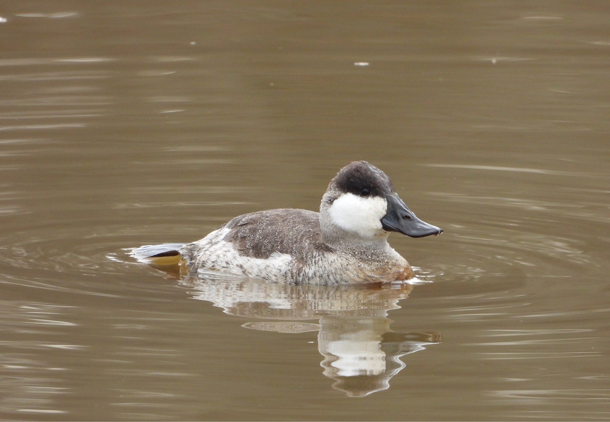 Ruddy Duck - ML645136348