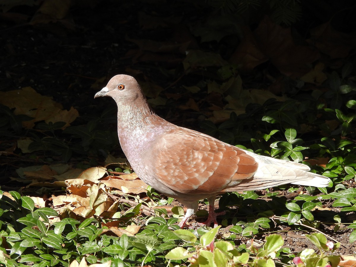 Kaya Güvercini (evcil tip) - ML645136350