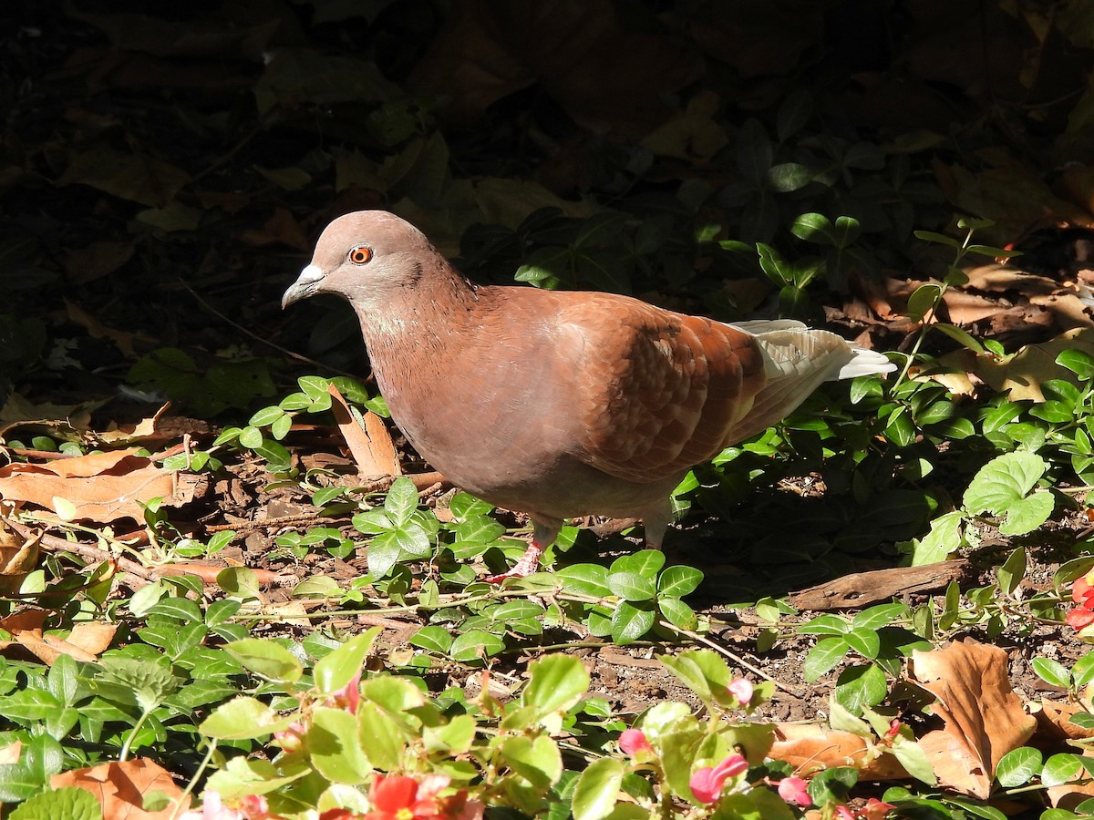 Kaya Güvercini (evcil tip) - ML645136352