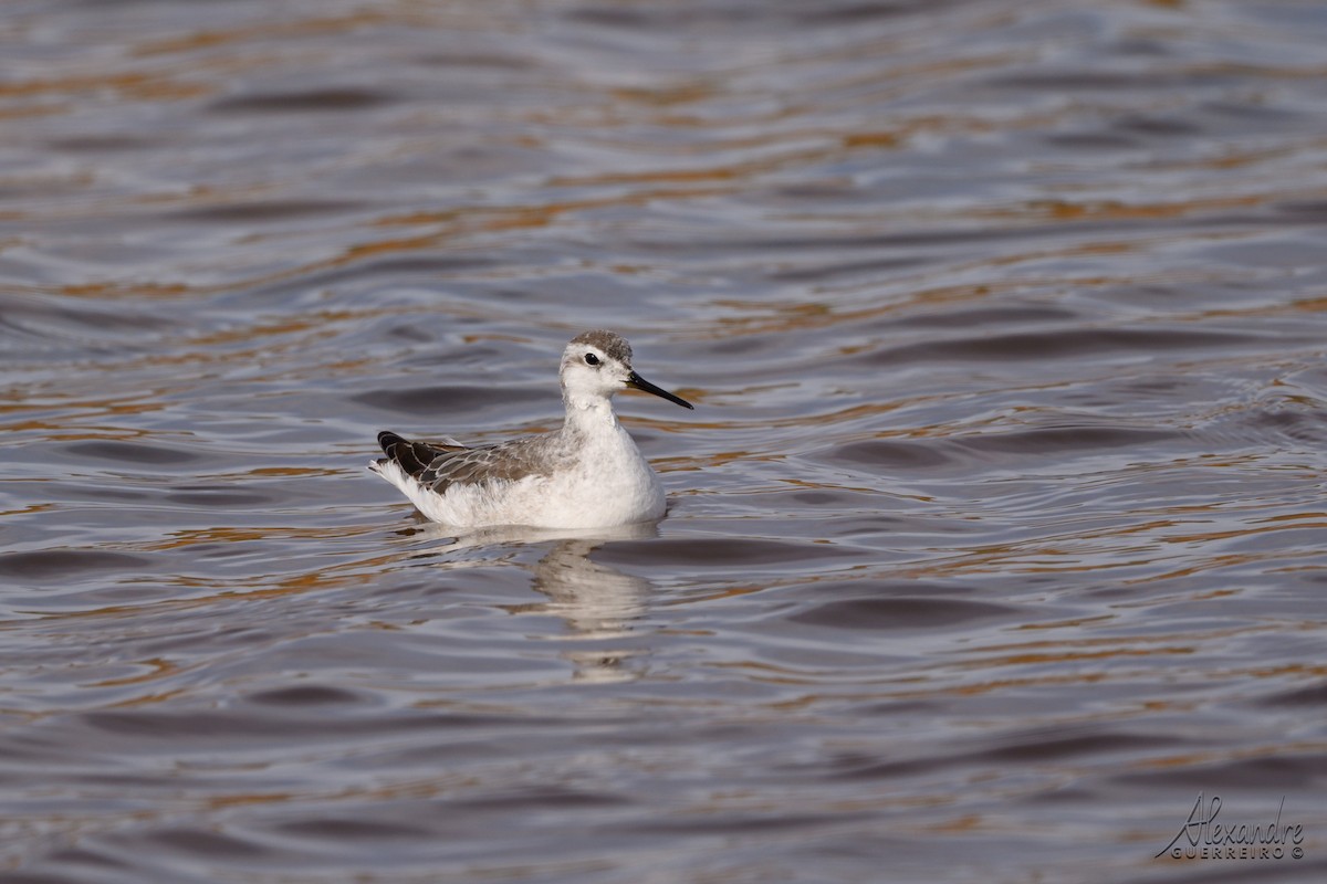 Wilson's Phalarope - ML645136353