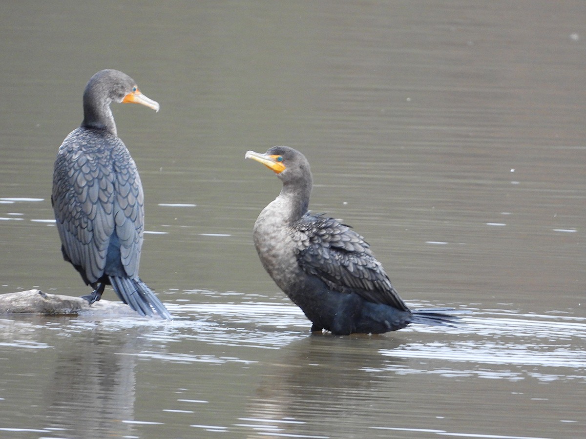 Double-crested Cormorant - ML645136358