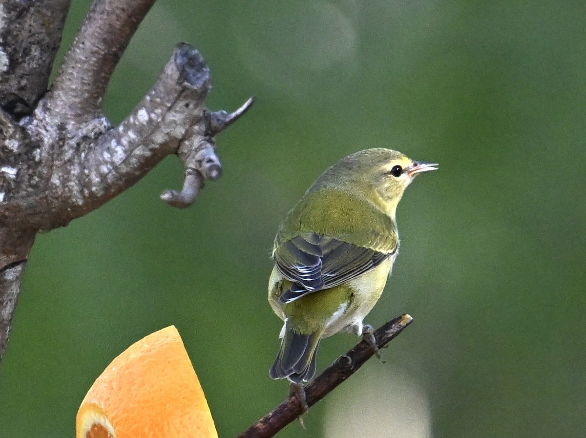 Червоїд світлобровий - ML645136390