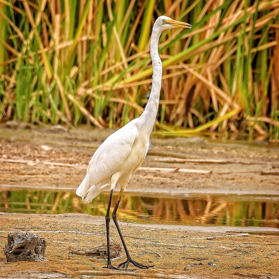 Great Egret - ML645136395