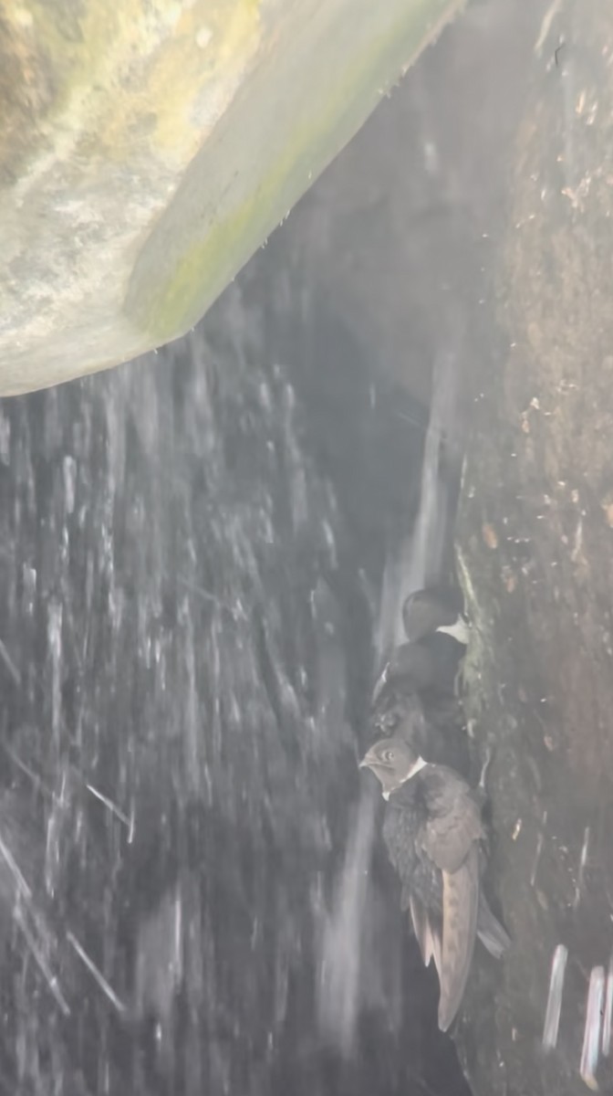 White-collared Swift - ML645136397