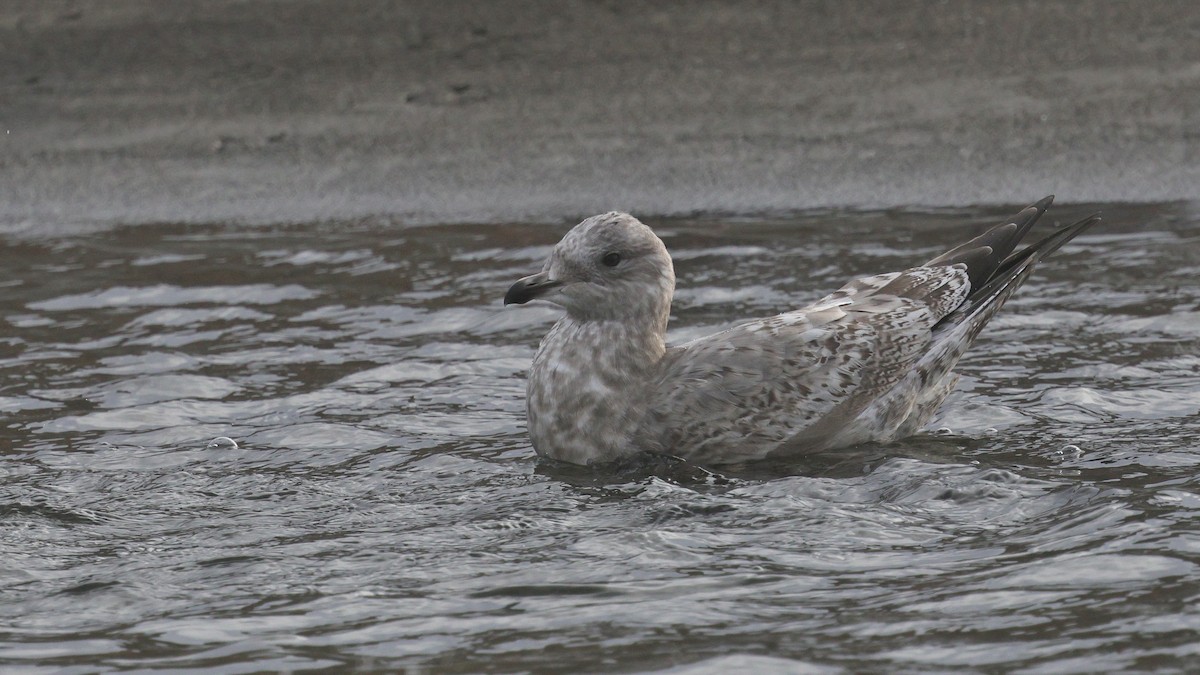 Polarmöwe (Thayermöwe) - ML645136409