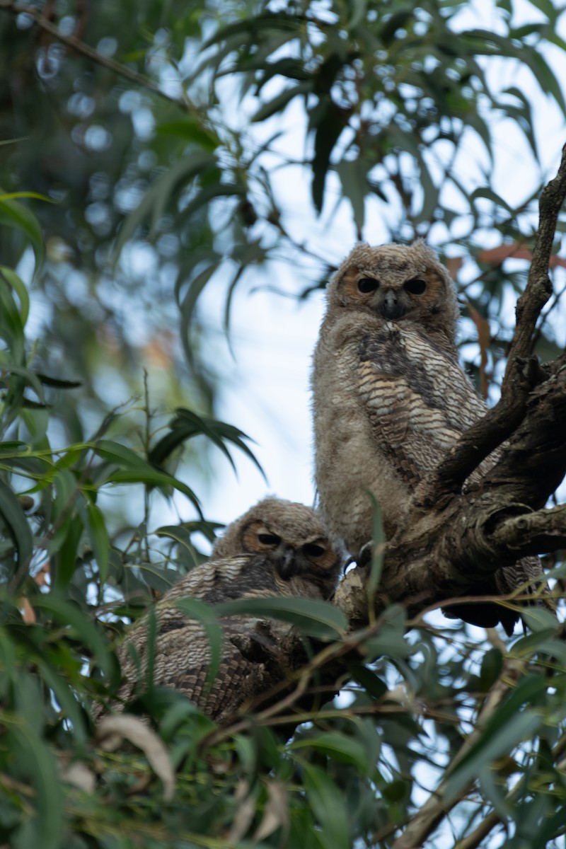 Great Horned Owl - ML645136425
