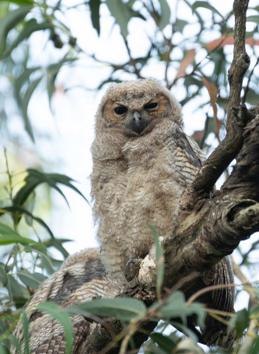 Great Horned Owl - ML645136426