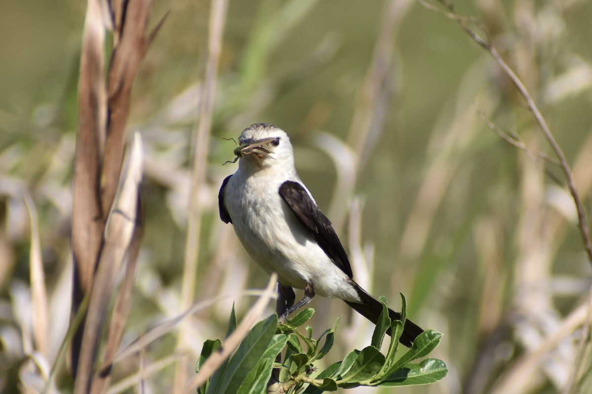 Black-and-white Monjita - ML645136429