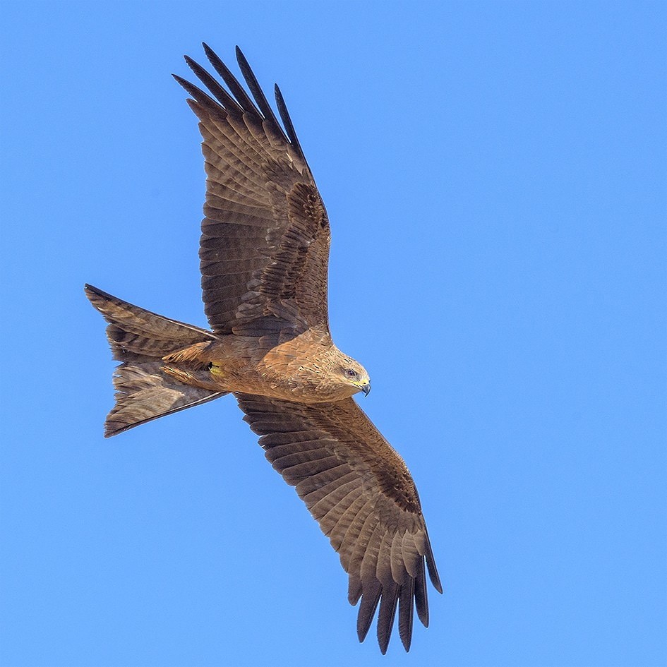 Black Kite - ML645136434