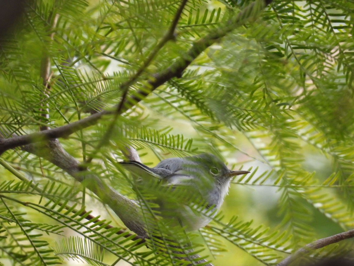 Голубая комароловка - ML645136464