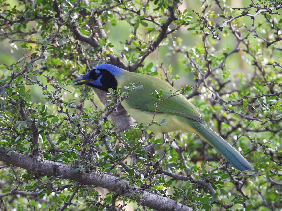 Yeşil Karga - ML645136478