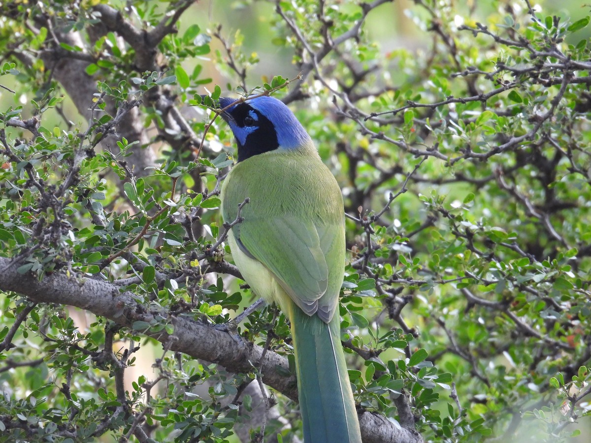 Yeşil Karga - ML645136479