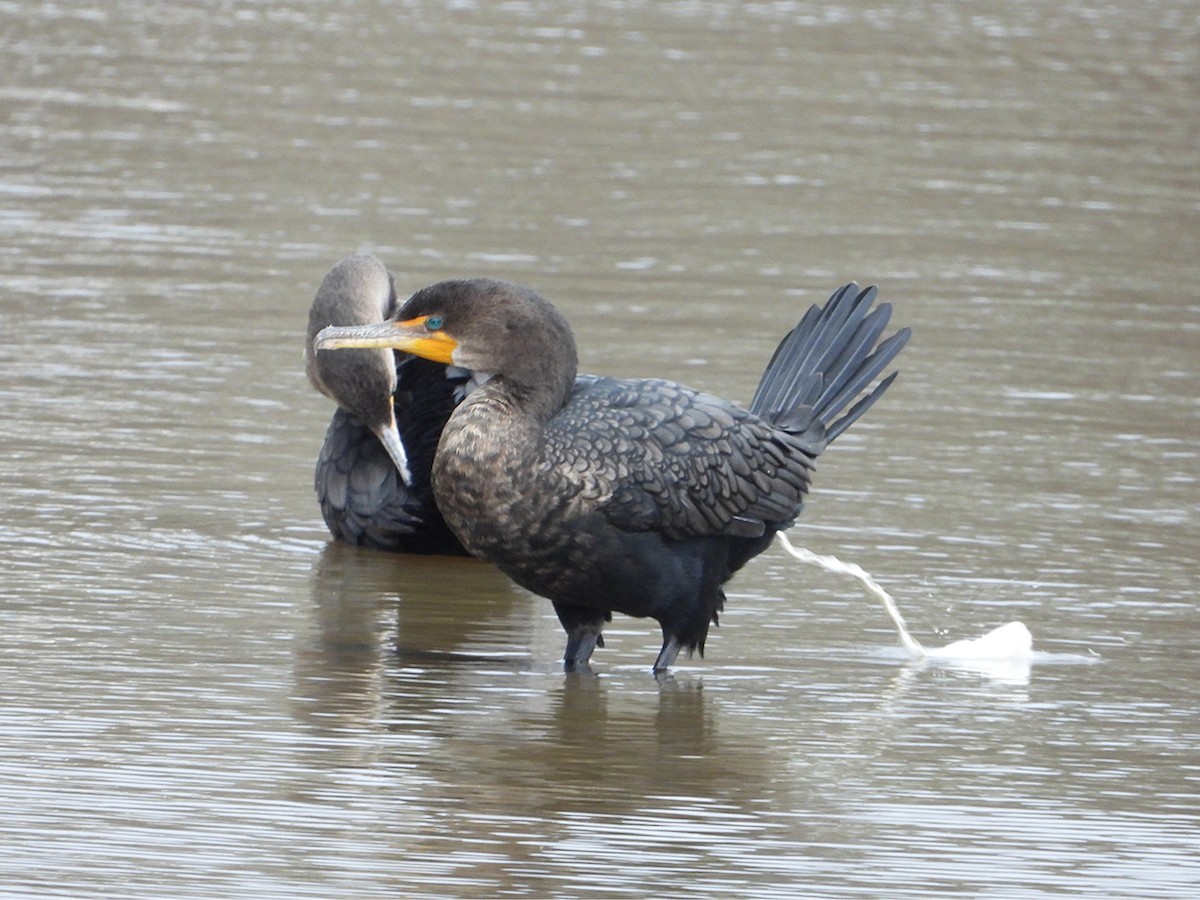 Double-crested Cormorant - ML645136491