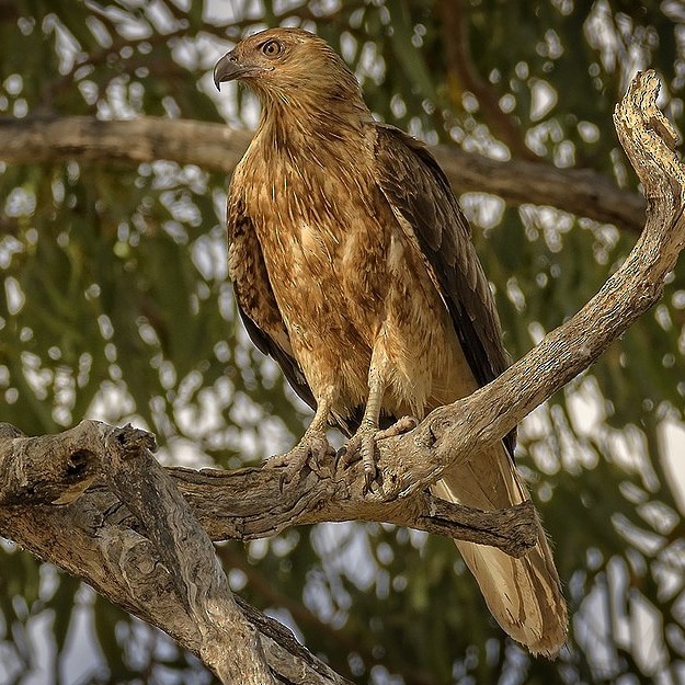 Whistling Kite - ML645136501