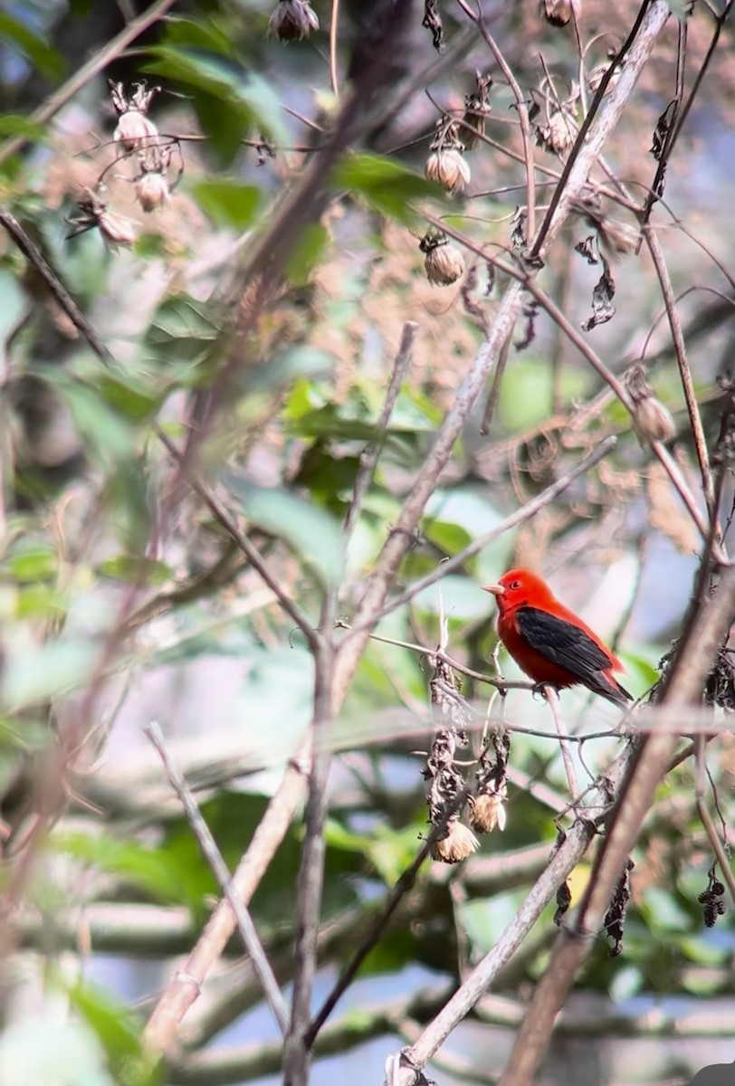 Scarlet Tanager - ML645136503