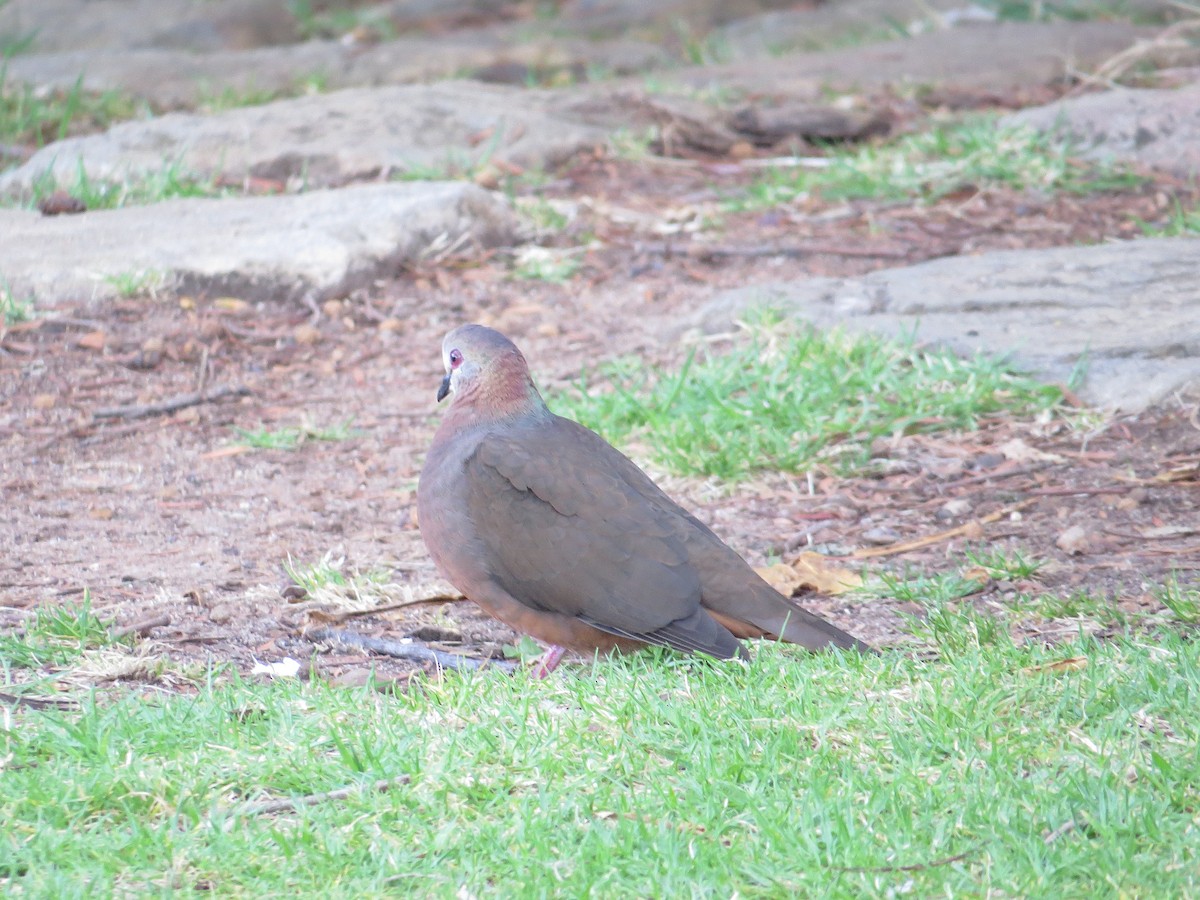 Lemon Dove - ML645136515