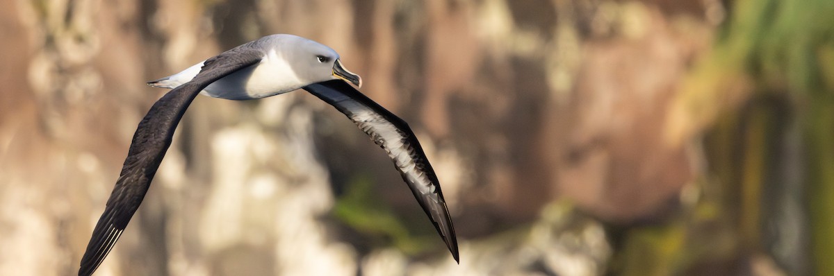 Boz Başlı Albatros - ML645136521