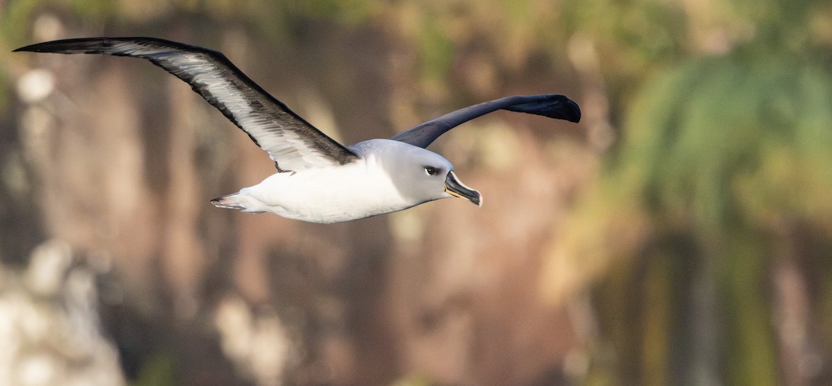 Boz Başlı Albatros - ML645136522