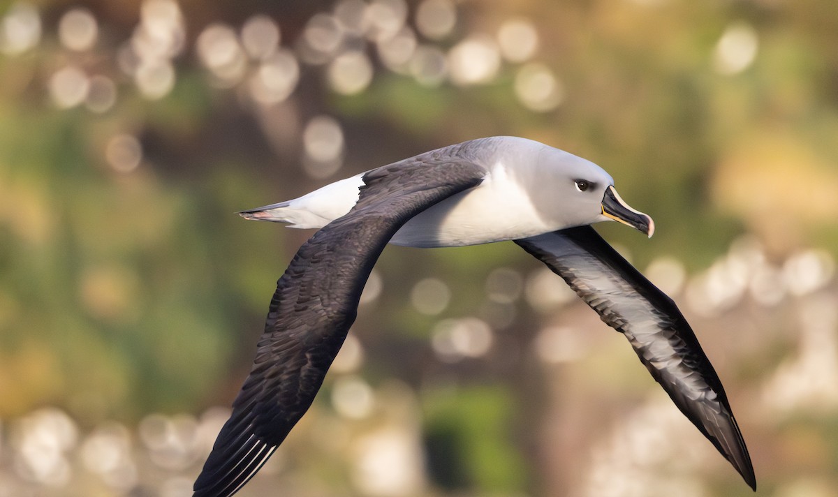 Boz Başlı Albatros - ML645136523