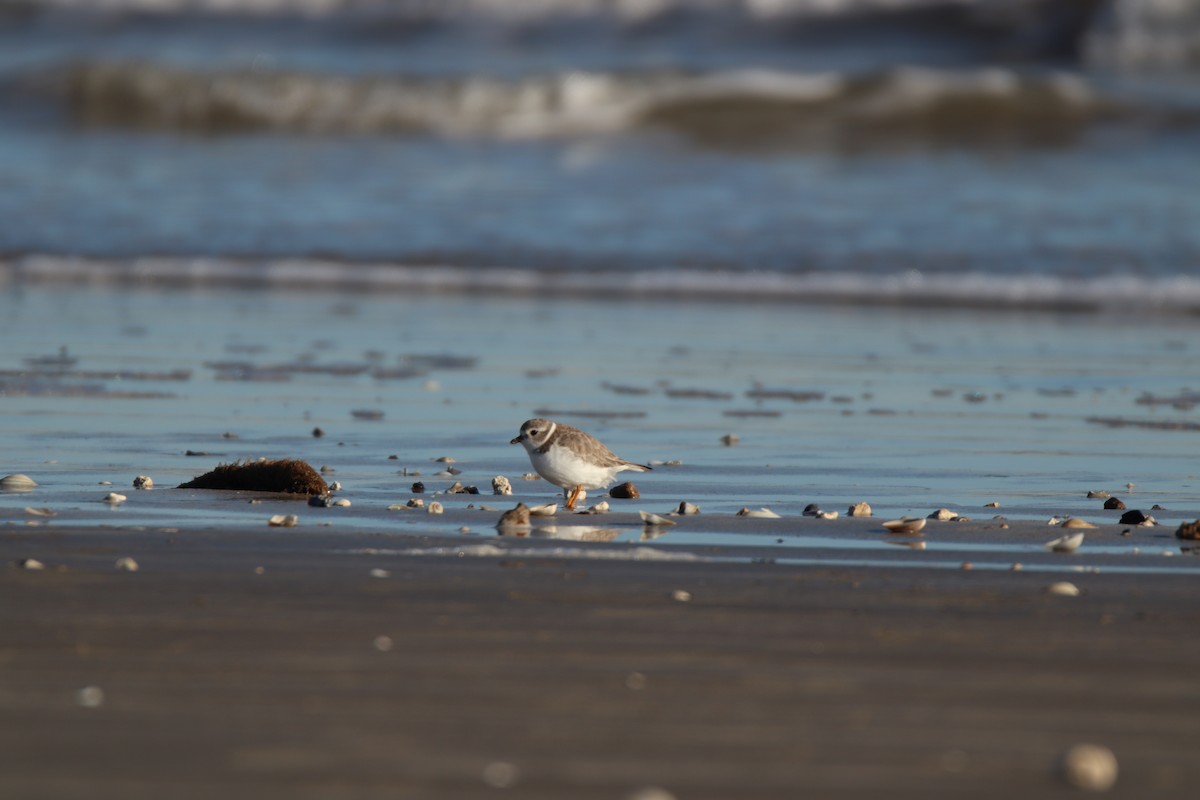 Piping Plover - ML645136526