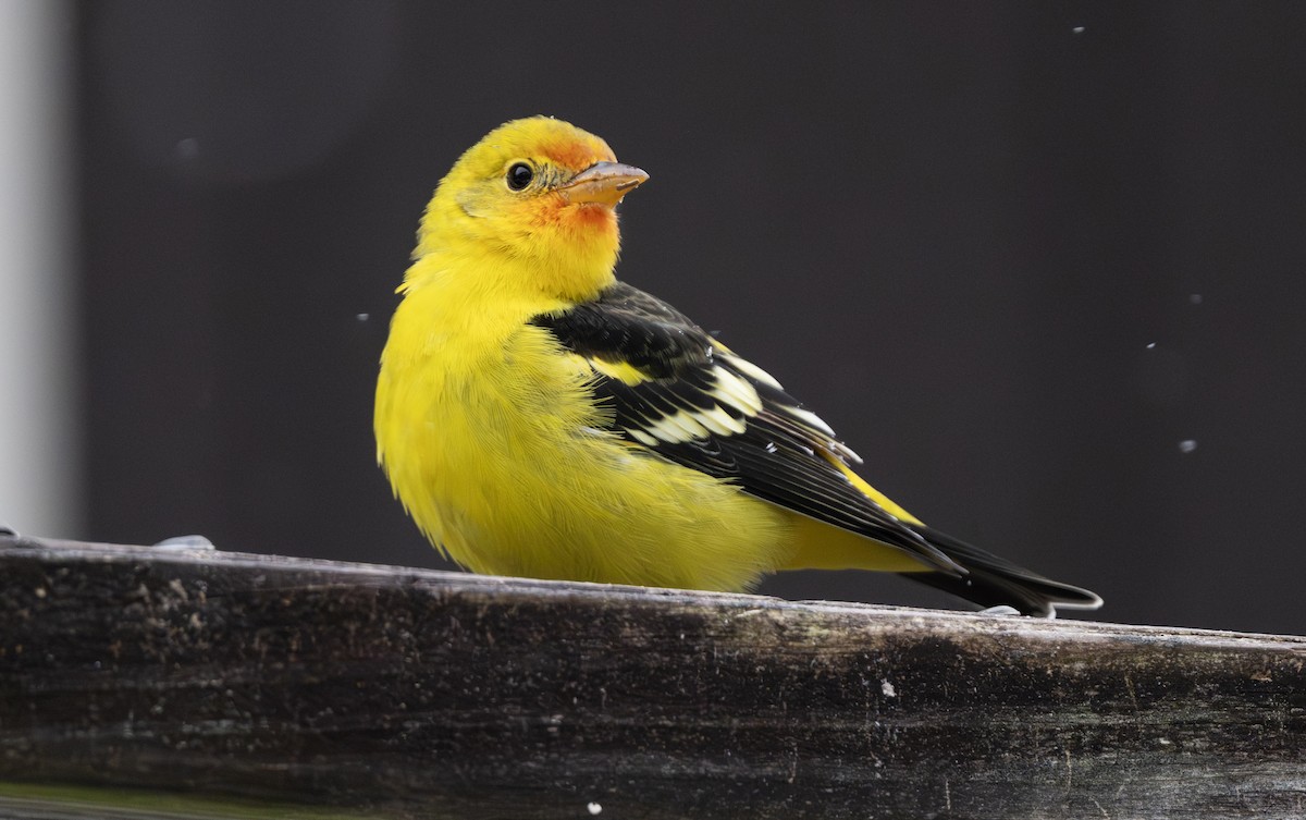 Western Tanager - ML645136528