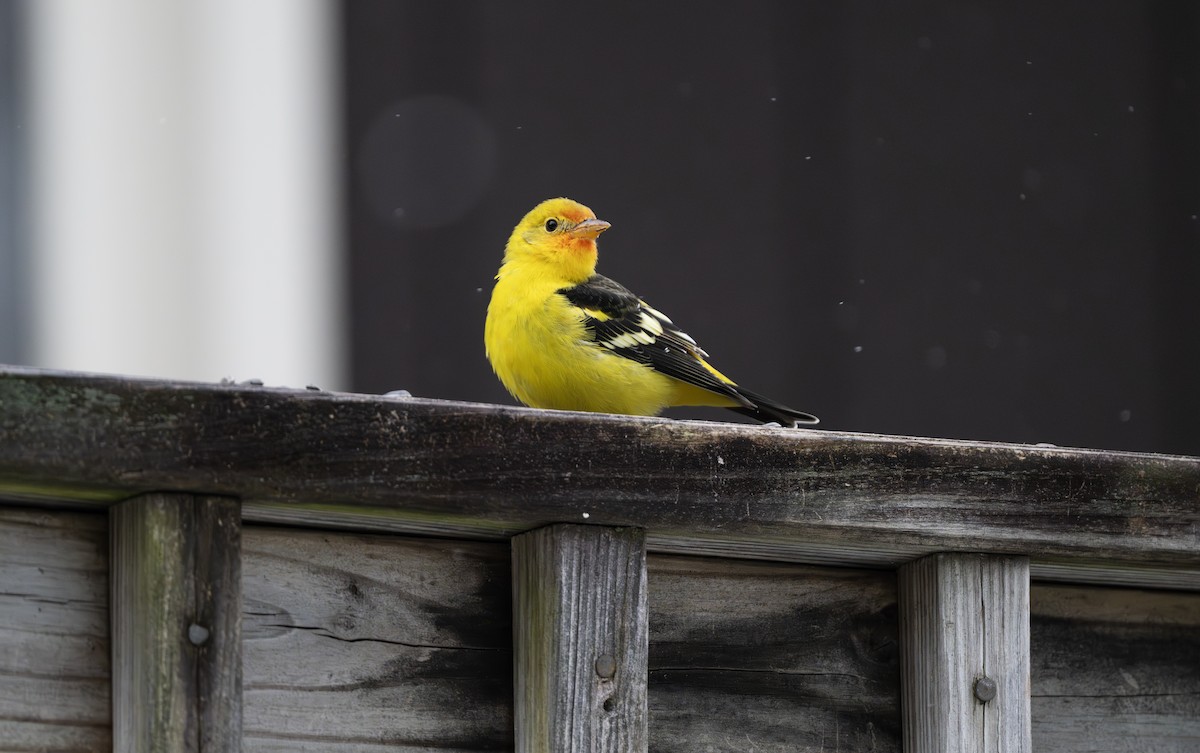 Western Tanager - ML645136530