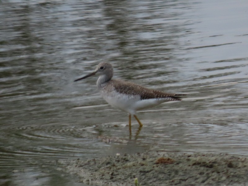 Greater Yellowlegs - ML645136531