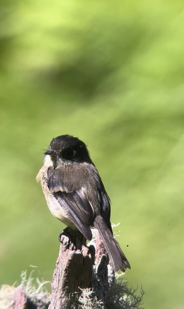 Black-capped Flycatcher - ML645136535