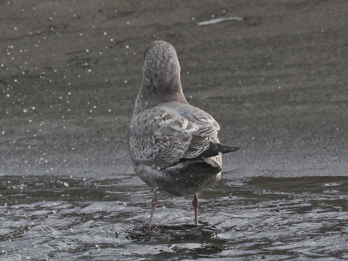 Polarmöwe (Thayermöwe) - ML645136541