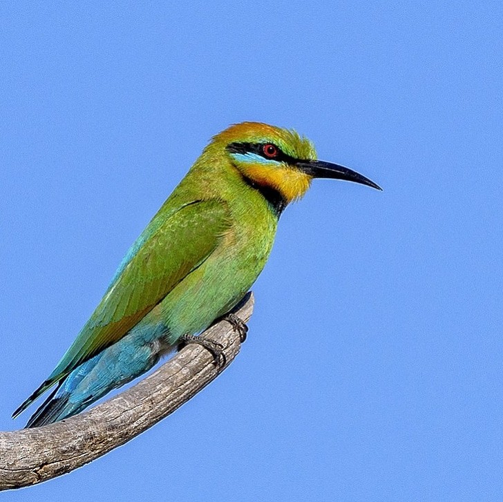 Rainbow Bee-eater - ML645136542