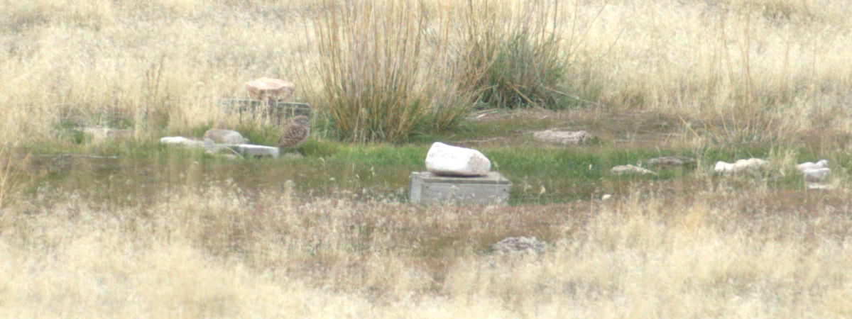 Burrowing Owl - ML645136544