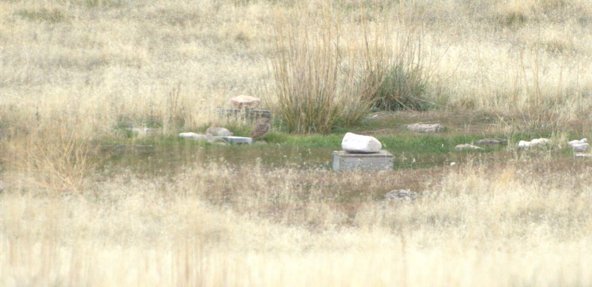 Burrowing Owl - ML645136545