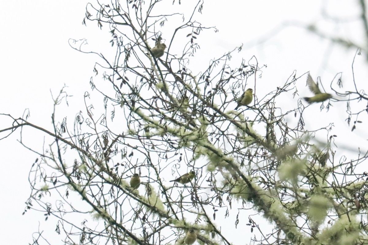 Andean Siskin - ML645136576