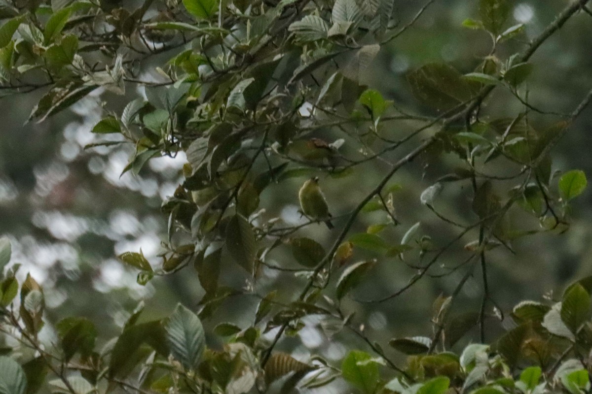 Andean Siskin - ML645136577