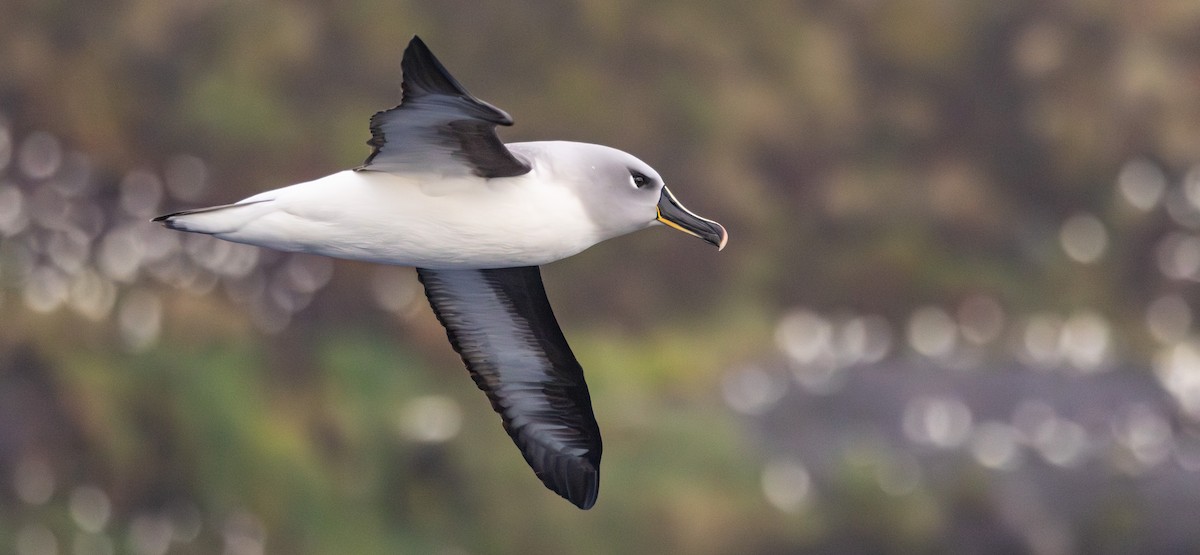 Boz Başlı Albatros - ML645136583