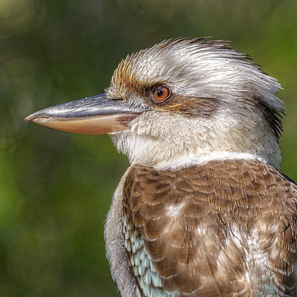 Laughing Kookaburra - ML645136591