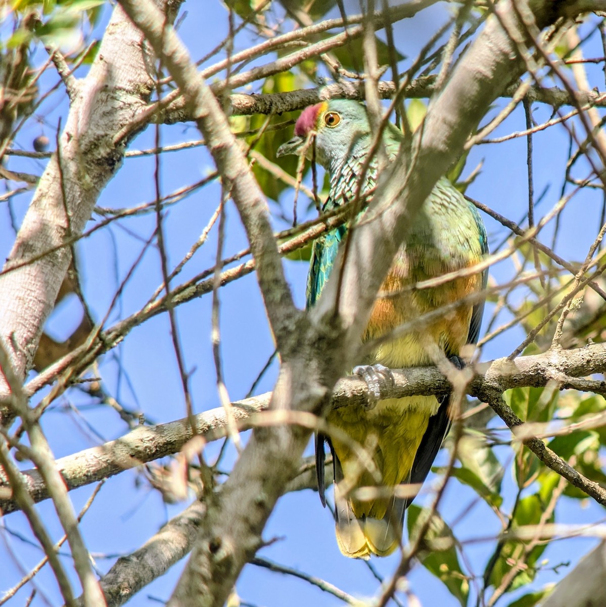 Rose-crowned Fruit-Dove - ML645136599