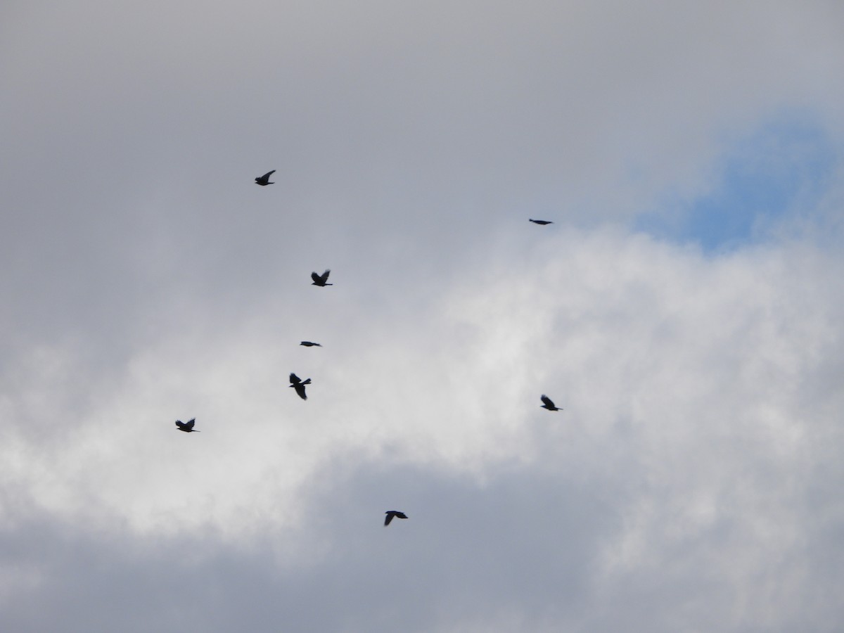 ウオガラス - ML645136627