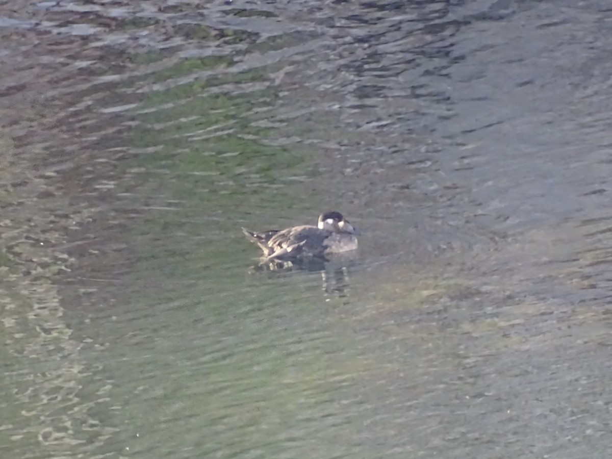 turpan pestrozobý - ML645136630