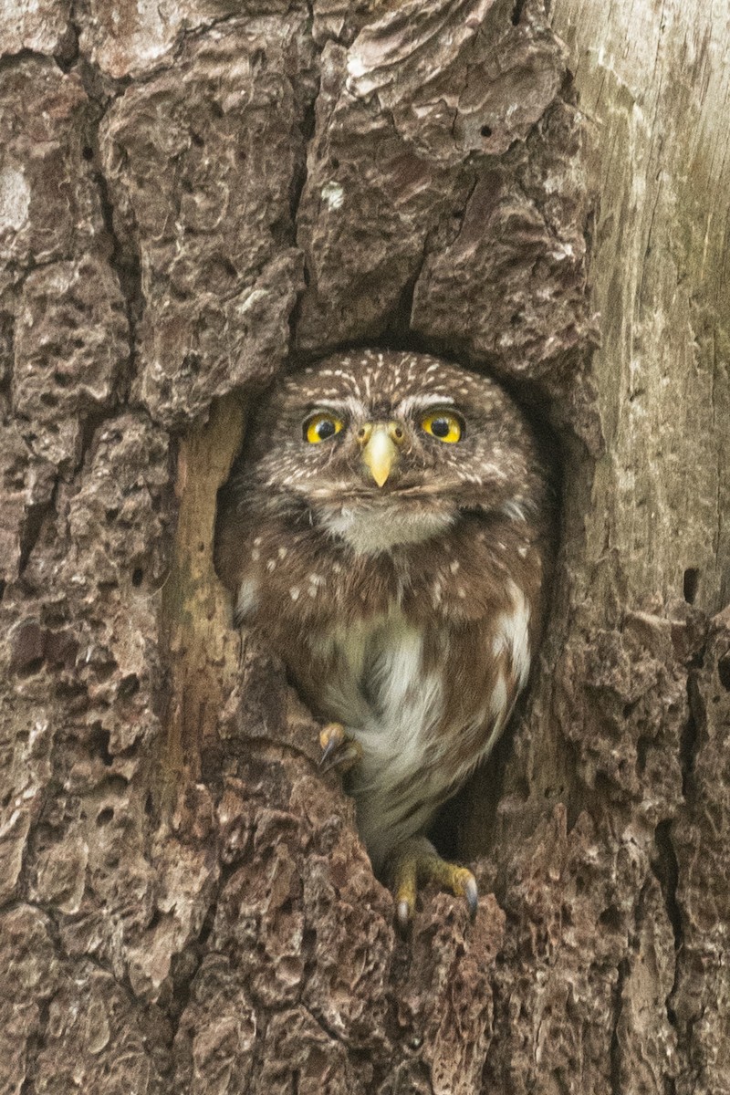 Ferruginous Pygmy-Owl - ML645136633