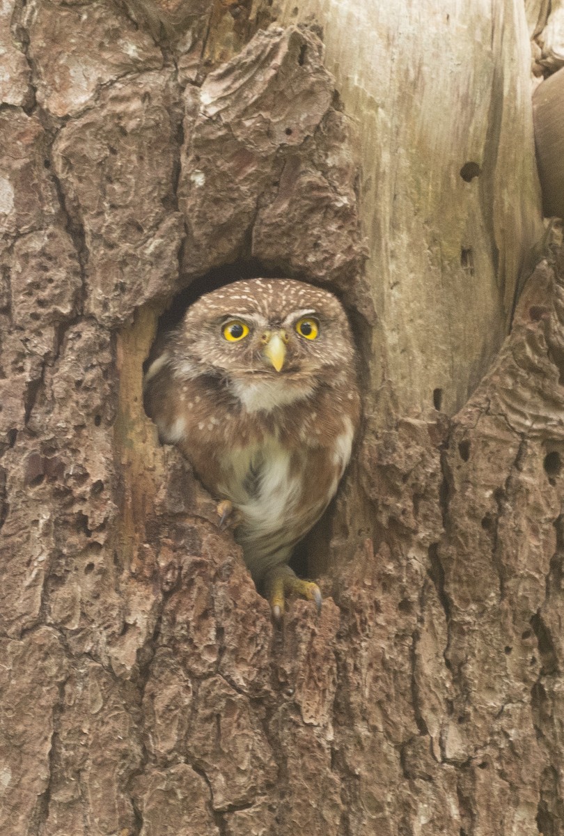 Ferruginous Pygmy-Owl - ML645136634