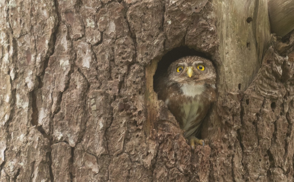 Ferruginous Pygmy-Owl - ML645136635