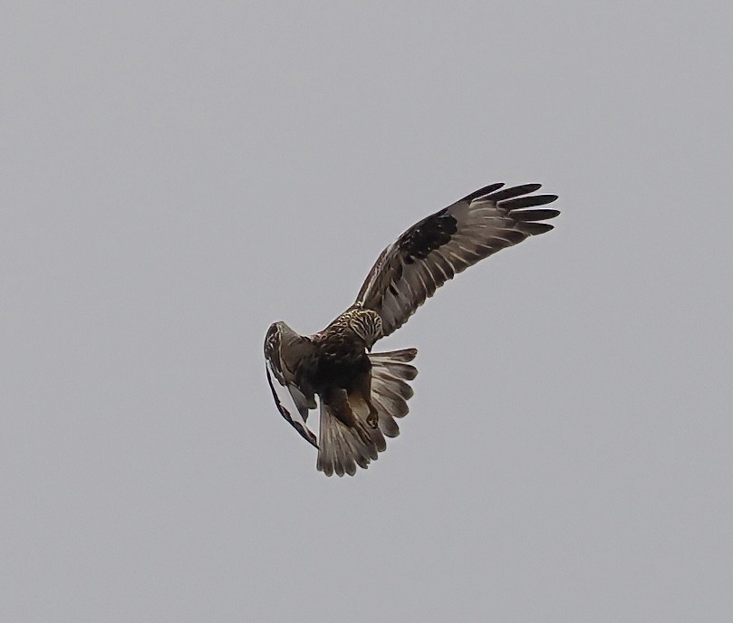 Rough-legged Hawk - ML645136637