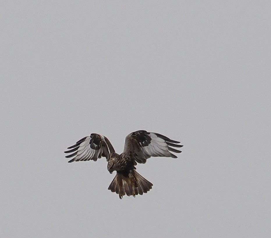 Rough-legged Hawk - ML645136640