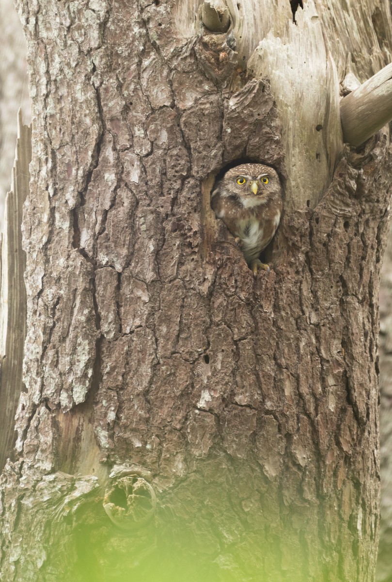 Ferruginous Pygmy-Owl - ML645136643