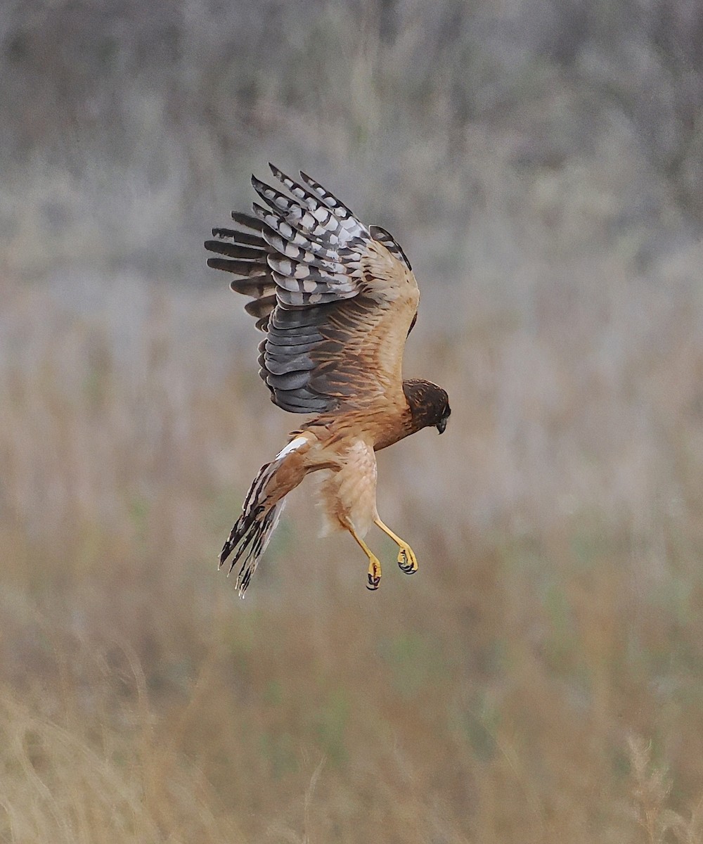 Northern Harrier - ML645136658