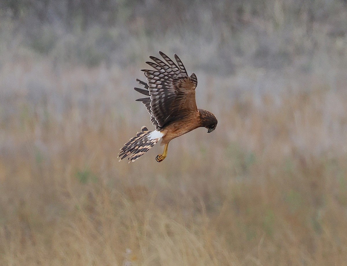 Northern Harrier - ML645136659