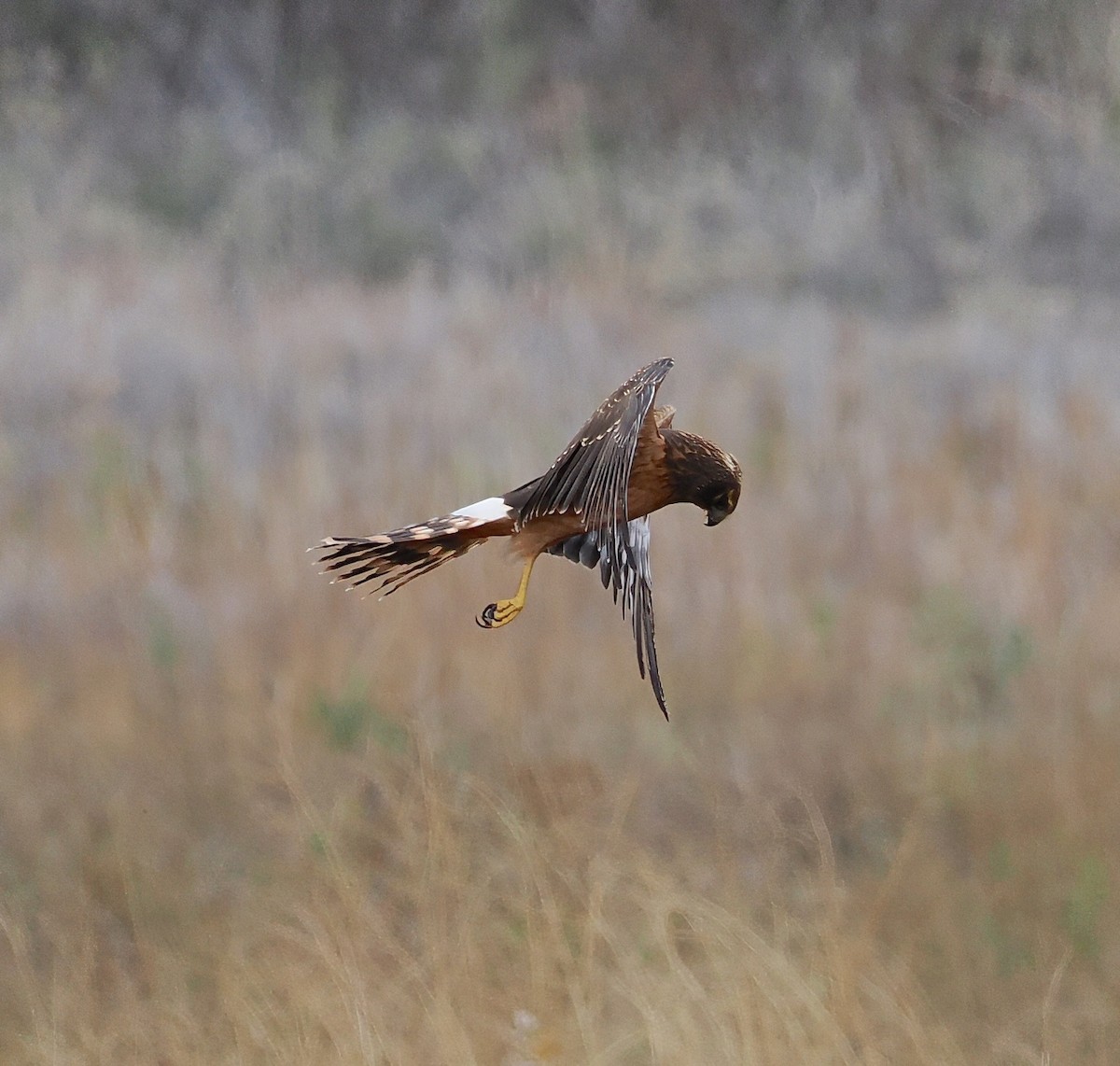 Northern Harrier - ML645136660